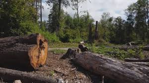Best Seasonal Cleanup (Spring/Fall)  in Lakeland, TN