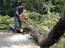  Lakeland, TN Tree Removal Pros