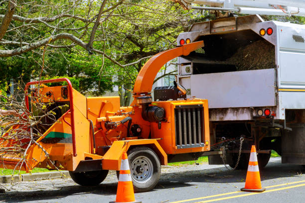 Best Stump Grinding and Removal  in Lakeland, TN