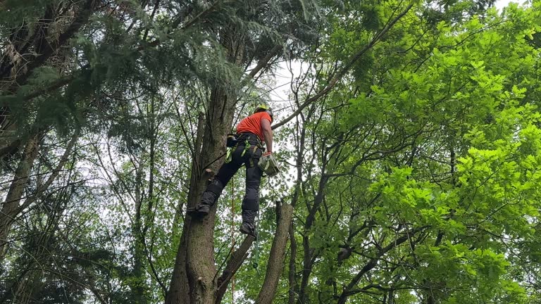 Best Tree Risk Assessment  in Lakeland, TN